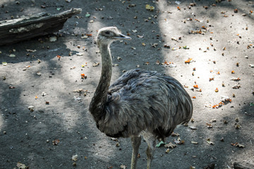 Emu im Herbst