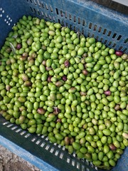 raw green olives in box