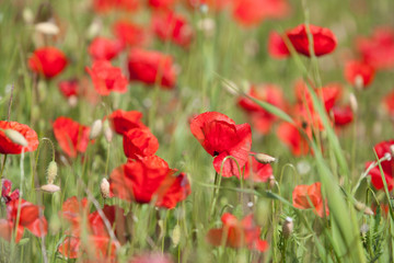 Fototapeta na wymiar red poppies in a field