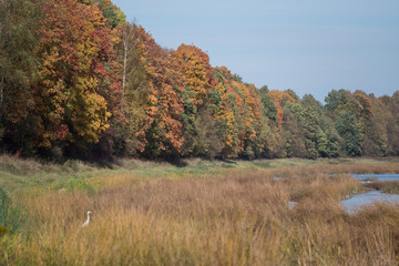 Beautiful autumn landscape with yellow trees and sun. Colorful foliage in the park. Falling leaves natural background