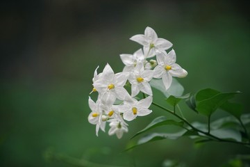beautiful white flowers