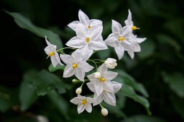 white petals