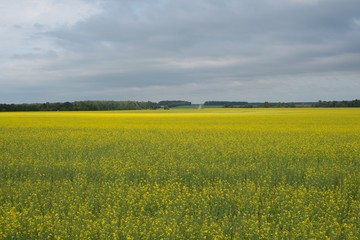 Obraz premium yellow field