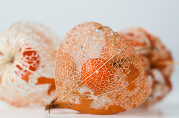 Dry Lampion, Dried skeleton of physalis against white background.