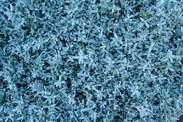 Blue plant background