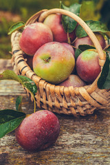 Juicy ripe apples in a wicker basket and a cup of coffee on a wooden table in a rustic garden, the concept of organic food, harvest, gardening
