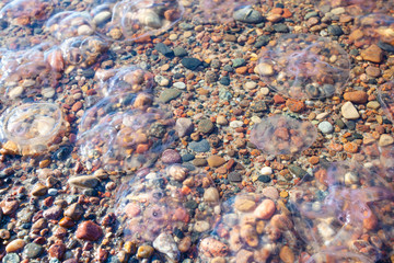many aurelia jellyfish near the shore