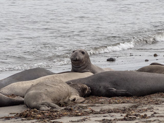 Elephant seals at the Ano Nuevo State Park, by Santa Cruz, California, USA
