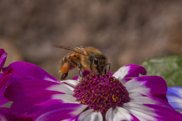 Pollination