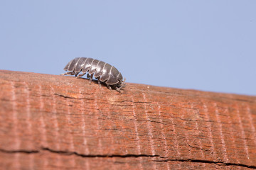 Slater bug