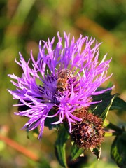 Greater knapweed (Centaurea scabiosa)