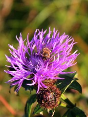 Greater knapweed (Centaurea scabiosa)