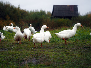 Obraz premium Geese graze in the meadow in the rain