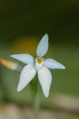 White flower