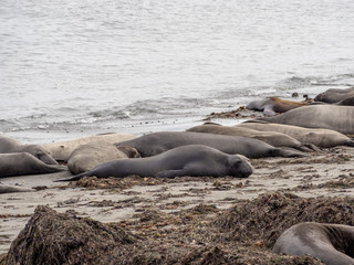 Fototapeta premium Elephant seals at the Ano Nuevo State Park, by Santa Cruz, California, USA