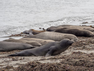 Elephant seals at the Ano Nuevo State Park, by Santa Cruz, California, USA