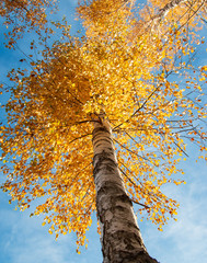 yellow autumn leaves of birch against the sky