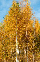 yellow autumn leaves of birch against the sky