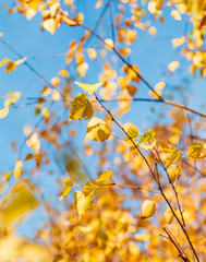 autumn fuzzy yellow leaves on a blue background