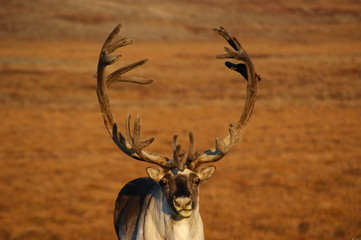 deer