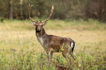 Naklejka na ściany i meble Beautiful fallow deer male (dama dama) in autumn meadow.