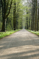 Fototapeta na wymiar empty forest trail in spring. tree-lined path through deciduous or broadleaf woodland.
