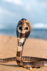 live poisonous king cobra