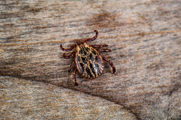 live mite on wooden background