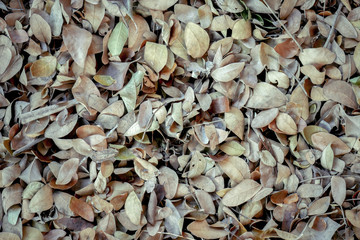 abstract background texture autumn fallen leaves on brown forest soil