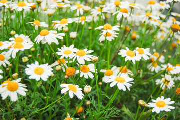 Green and flowery meadow with many daisies