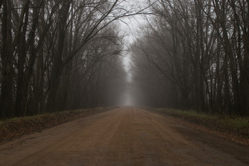 camino rural entre arboles en un día de niebla