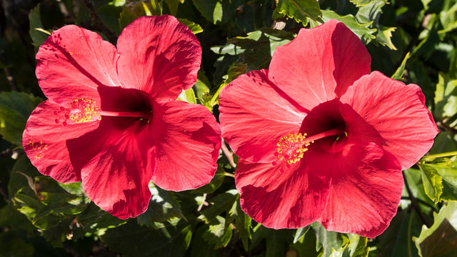 Two exotic and colorful red hibiscus flowers, under strong morning sunlight, an ornamental shrub growing naturally in tropical countries, with a strong symbolism and multiple uses