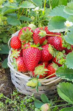 Basket of freshly picked strawberries from the garden
