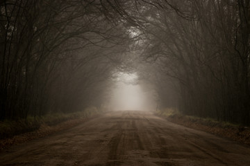 camino rural entre arboles en un día de niebla