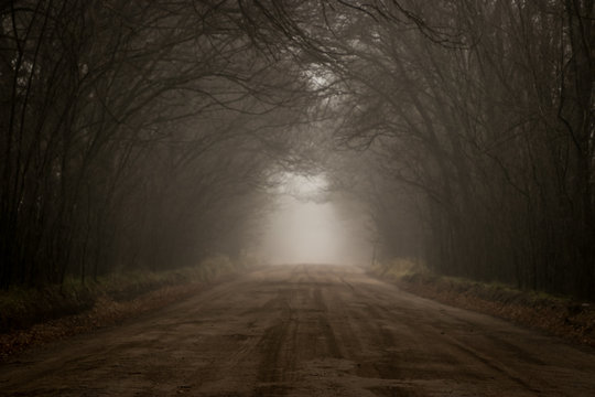 Fototapeta camino rural entre arboles en un día de niebla