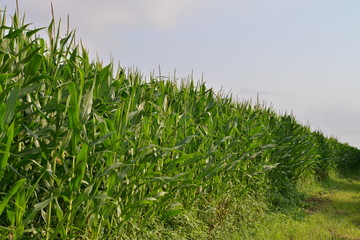 トウモロコシ畑