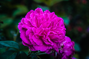 Fototapeta premium Closeup purple flower on dark background