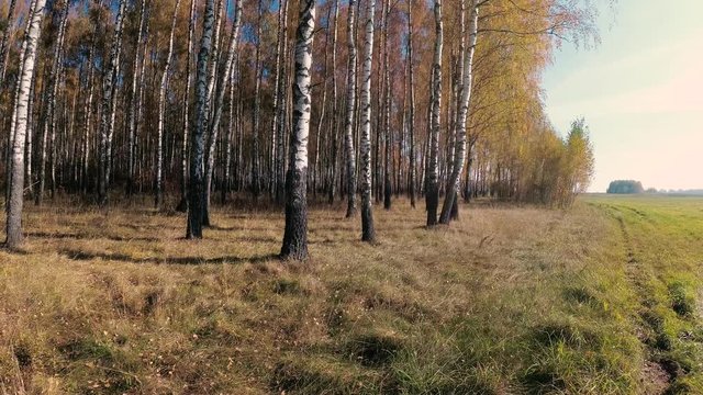 golden autumn in a birch grove on a clear day.