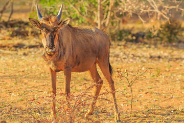 Calf of Wildebeest, Connochaetes Gnou, standing in the savannah, Pilanesberg National Park, South Africa. Dry season. The Gnu is a genus of antelopes of the family Bovidae.