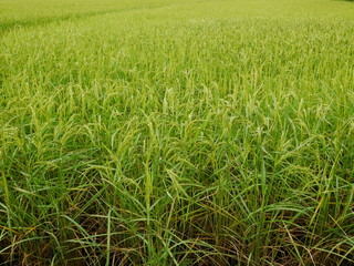Nature green wheat field,rice farm in Asia countryside