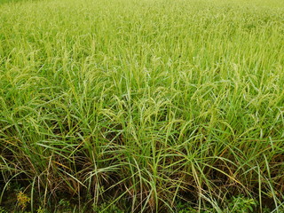 Nature green wheat field,rice farm in Asia countryside