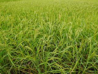 Nature green wheat field,rice farm in Asia countryside