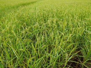 Nature green wheat field,rice farm in Asia countryside
