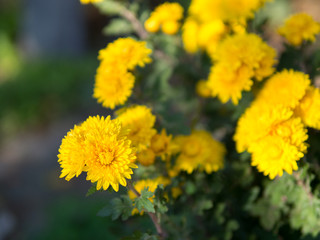 beautiful yellow chrysanthemum