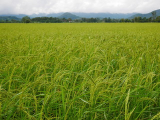 green wheat field,rice farm in Asia countryside