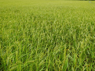Organic rice field in thailand,Asia nature farm