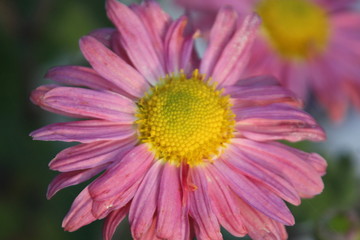 Pink and yellow single flower closeup