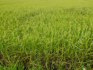 Organic rice field in thailand,Asia nature farm
