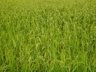 Organic rice field in thailand,Asia nature farm