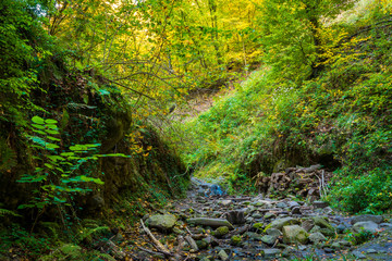 Flowing stream in green forest